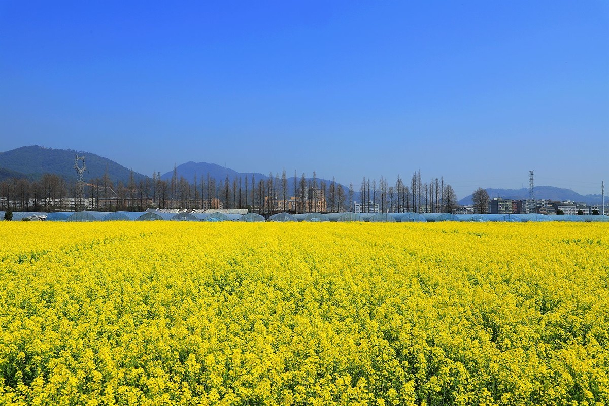 郭溪任桥村油菜花(7)