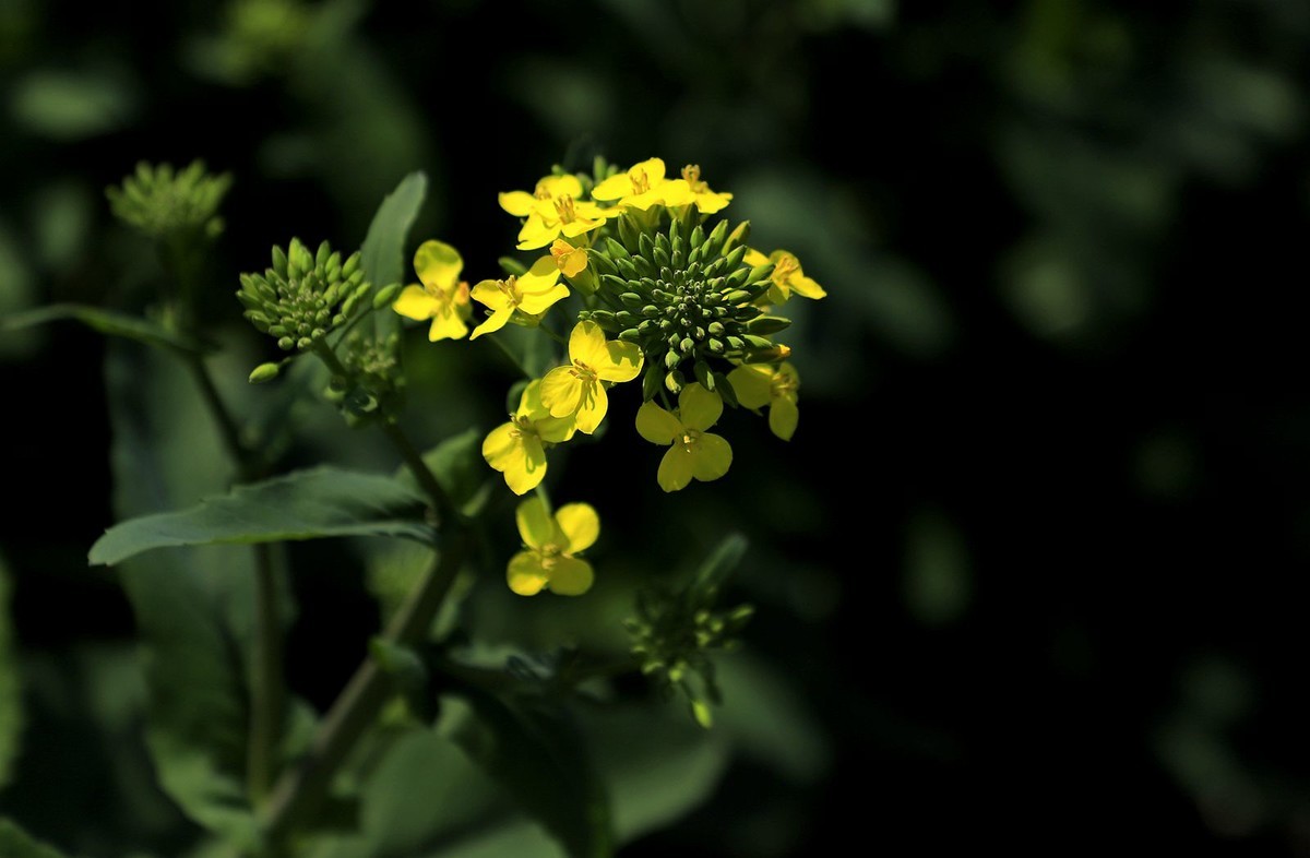 郭溪任桥村油菜花(7)