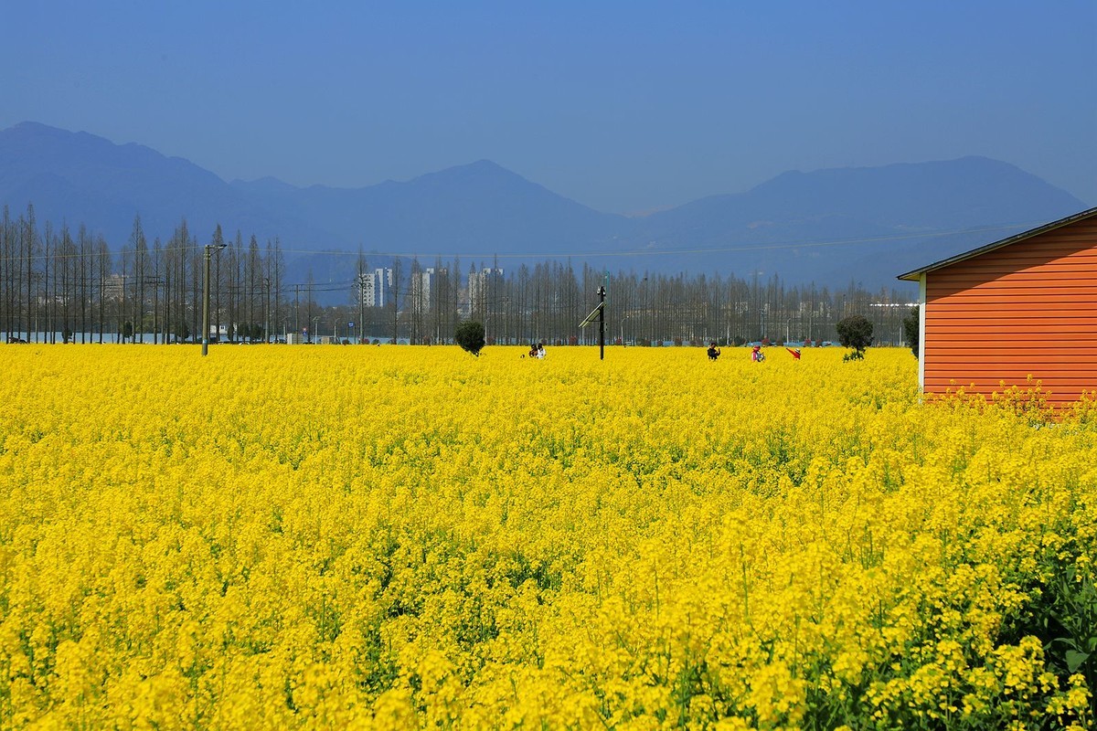 郭溪任桥村油菜花(7)