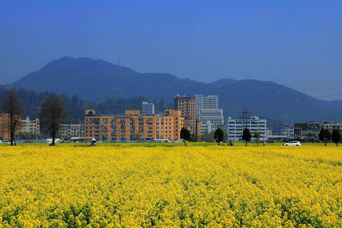 郭溪任桥村油菜花(7)