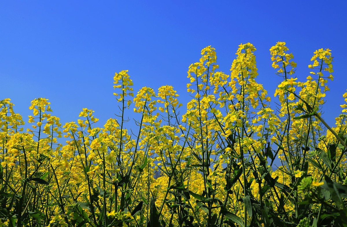 郭溪任桥村油菜花(7)