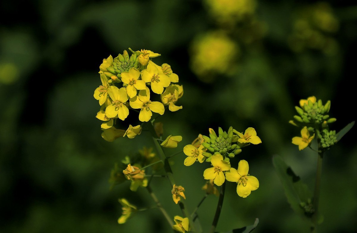 郭溪任桥村油菜花(7)