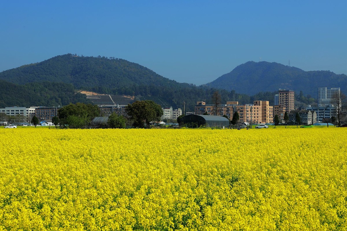 郭溪任桥村油菜花(7)