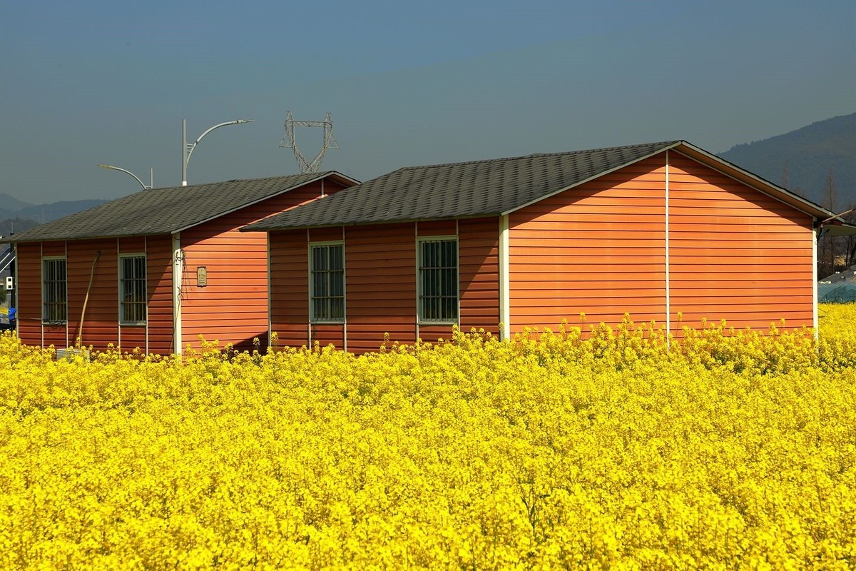郭溪任桥村油菜花(7)