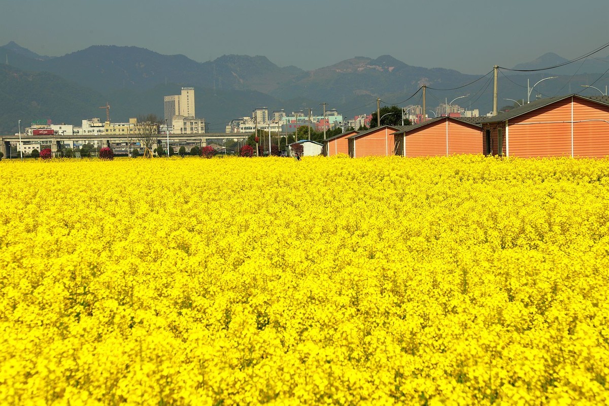 郭溪任桥村油菜花(7)