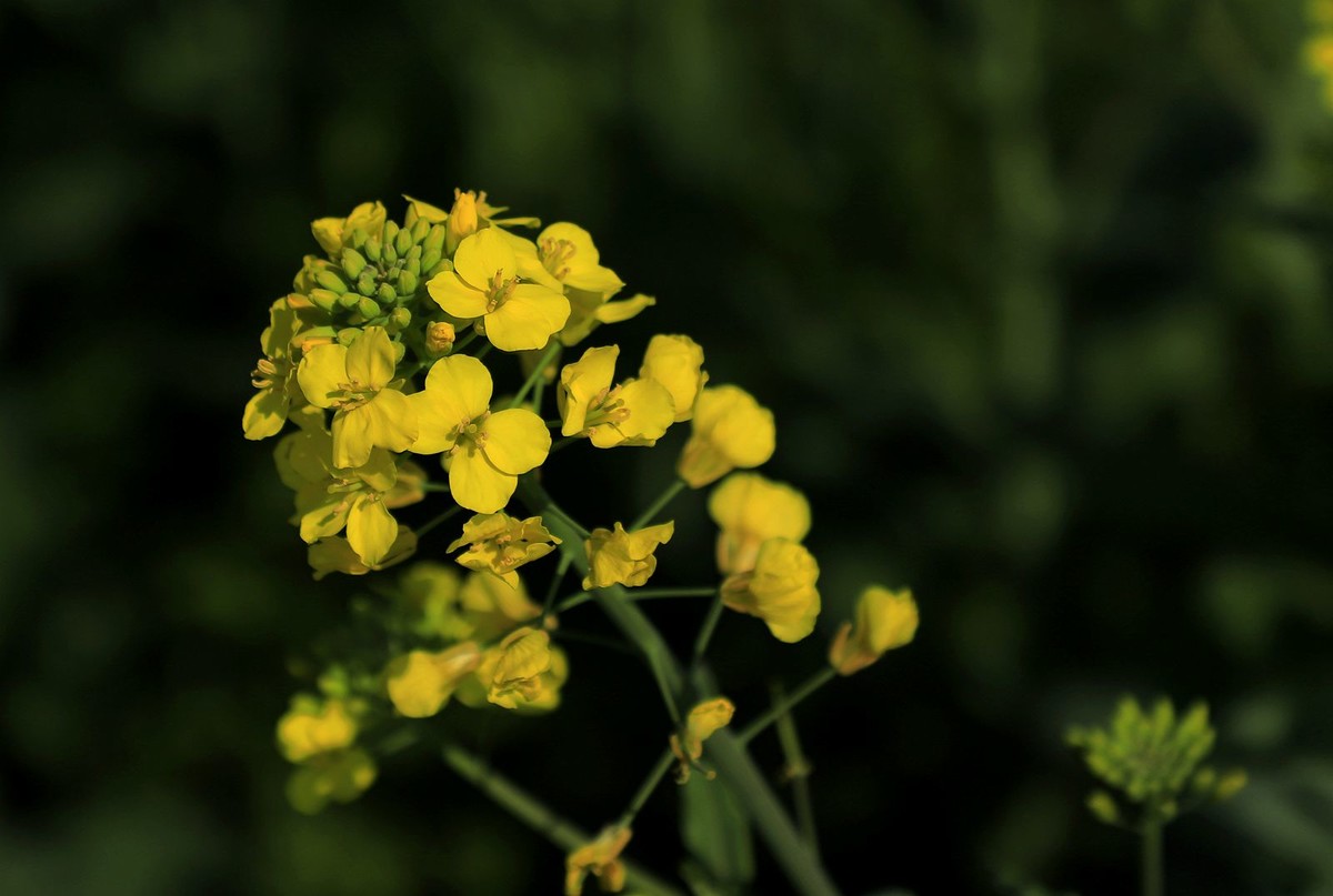 郭溪任桥村油菜花(7)