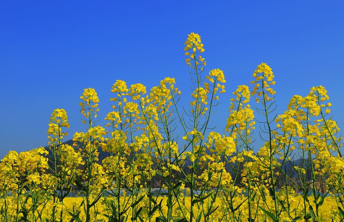 郭溪任桥村油菜花(7)