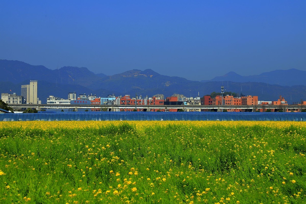 郭溪任桥村油菜花(7)