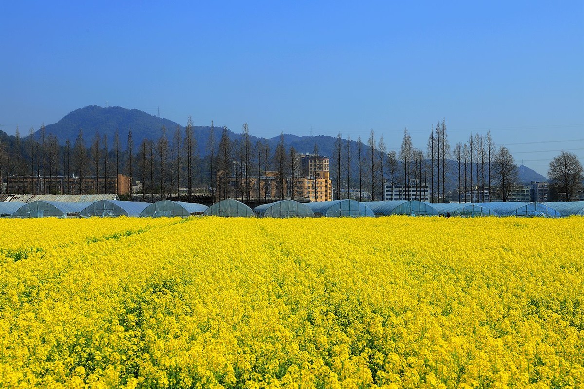 郭溪任桥村油菜花(7)