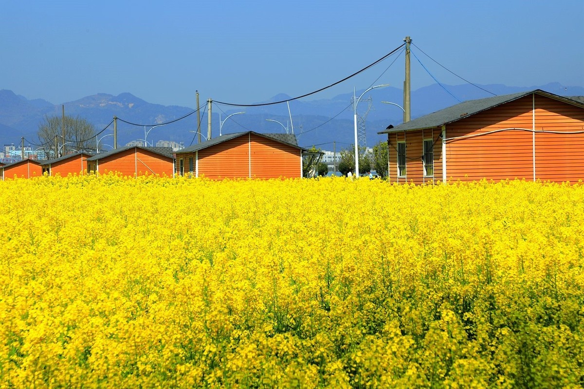 郭溪任桥村油菜花(7)