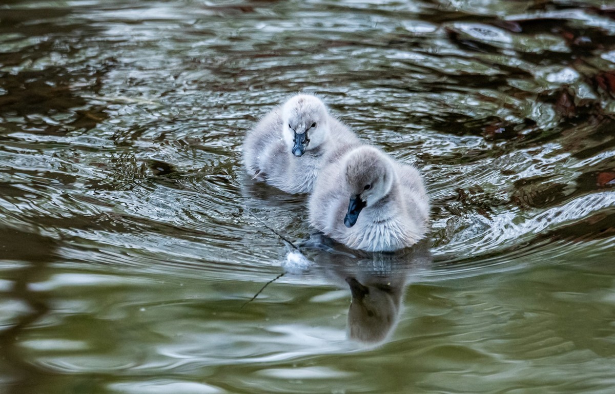 黑天鹅的一家子（二十二）