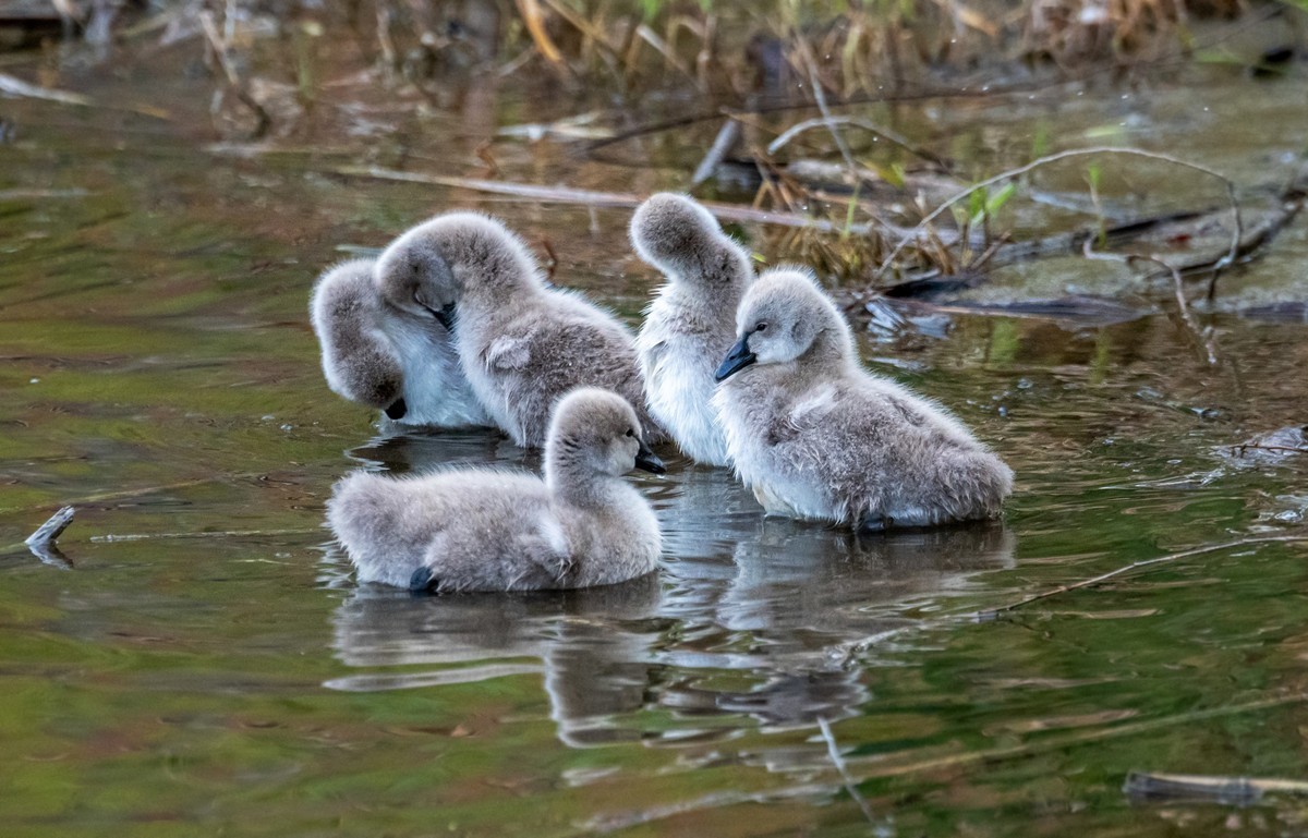 黑天鹅的一家子（二十二）