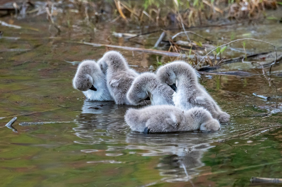 黑天鹅的一家子（二十二）