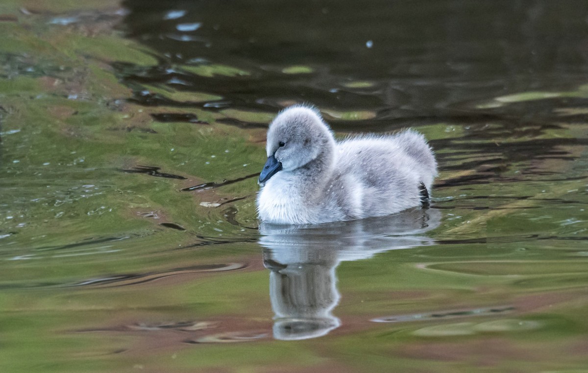 黑天鹅的一家子（二十二）