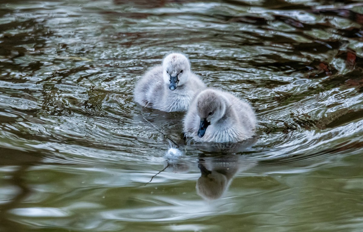 黑天鹅的一家子（二十二）