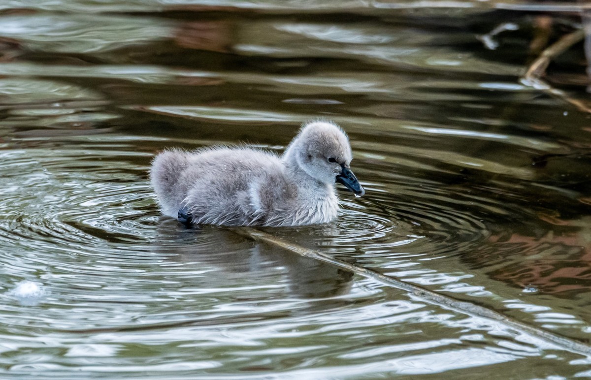 黑天鹅的一家子（二十二）