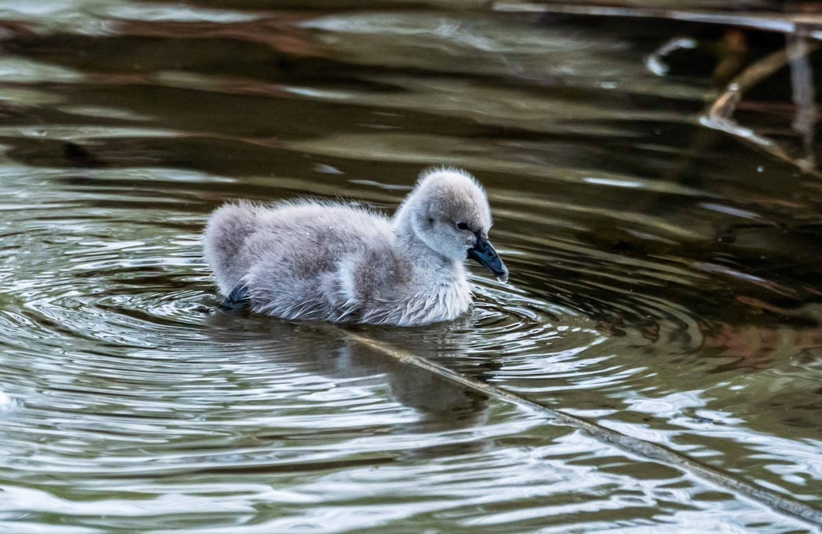 黑天鹅的一家子（二十二）