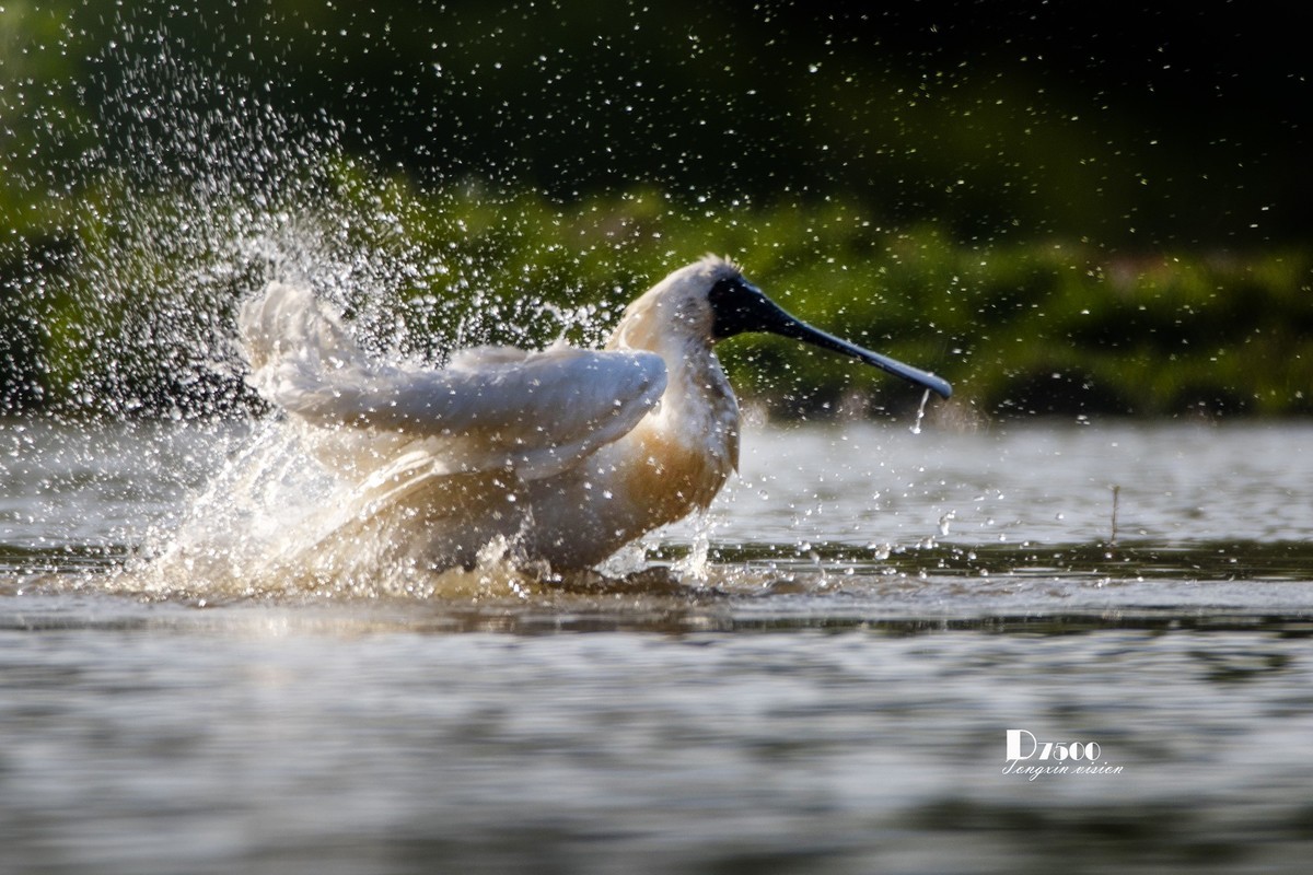 琵鹭嬉水（21）