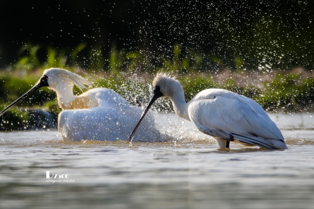 琵鹭嬉水（21）