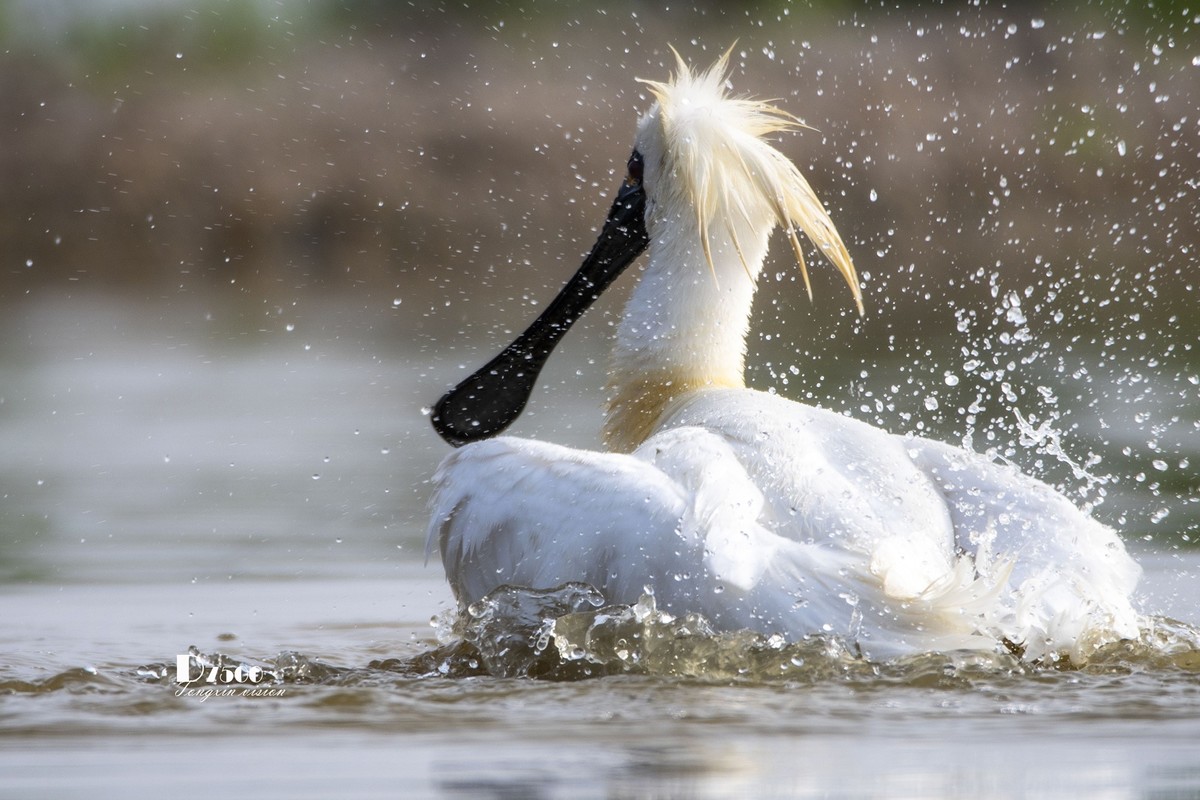 琵鹭嬉水（21）