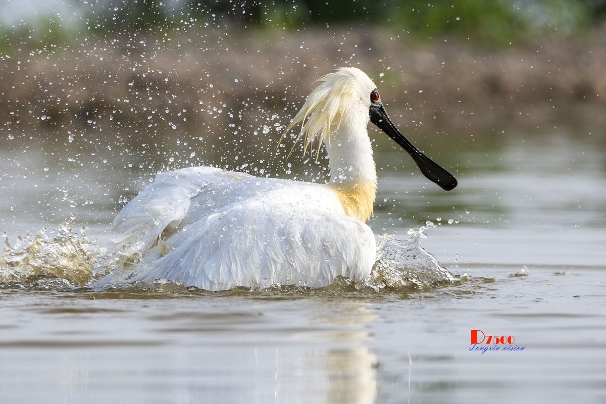 琵鹭嬉水（21）