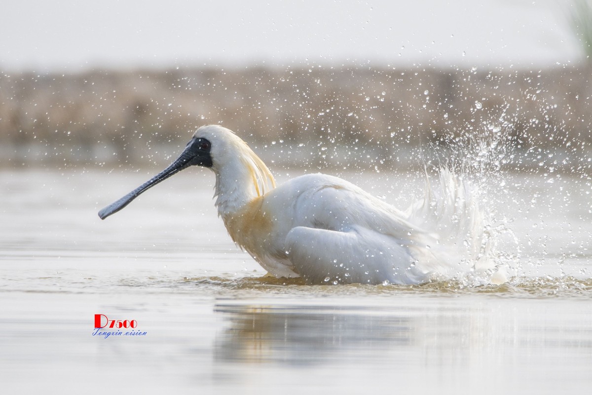 琵鹭嬉水（21）