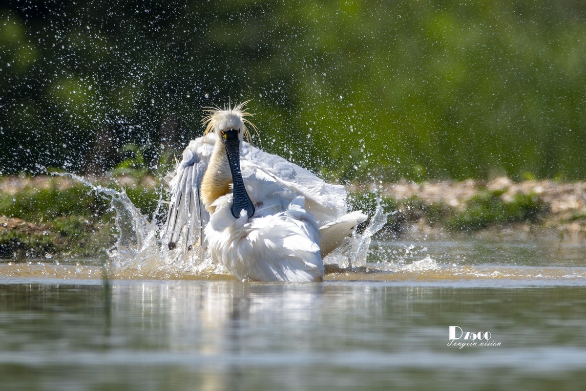 琵鹭嬉水（21）