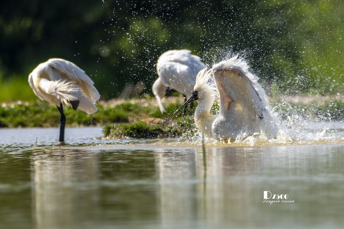 琵鹭嬉水（21）