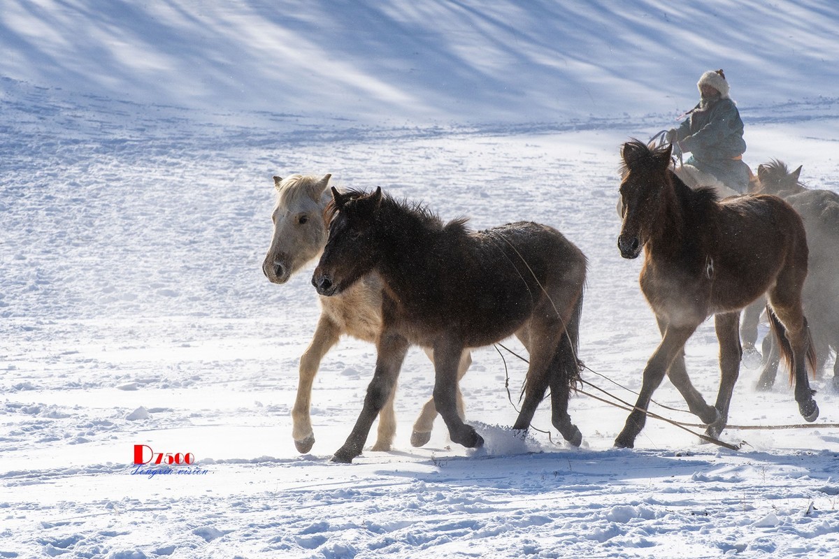 策马奔腾（80）