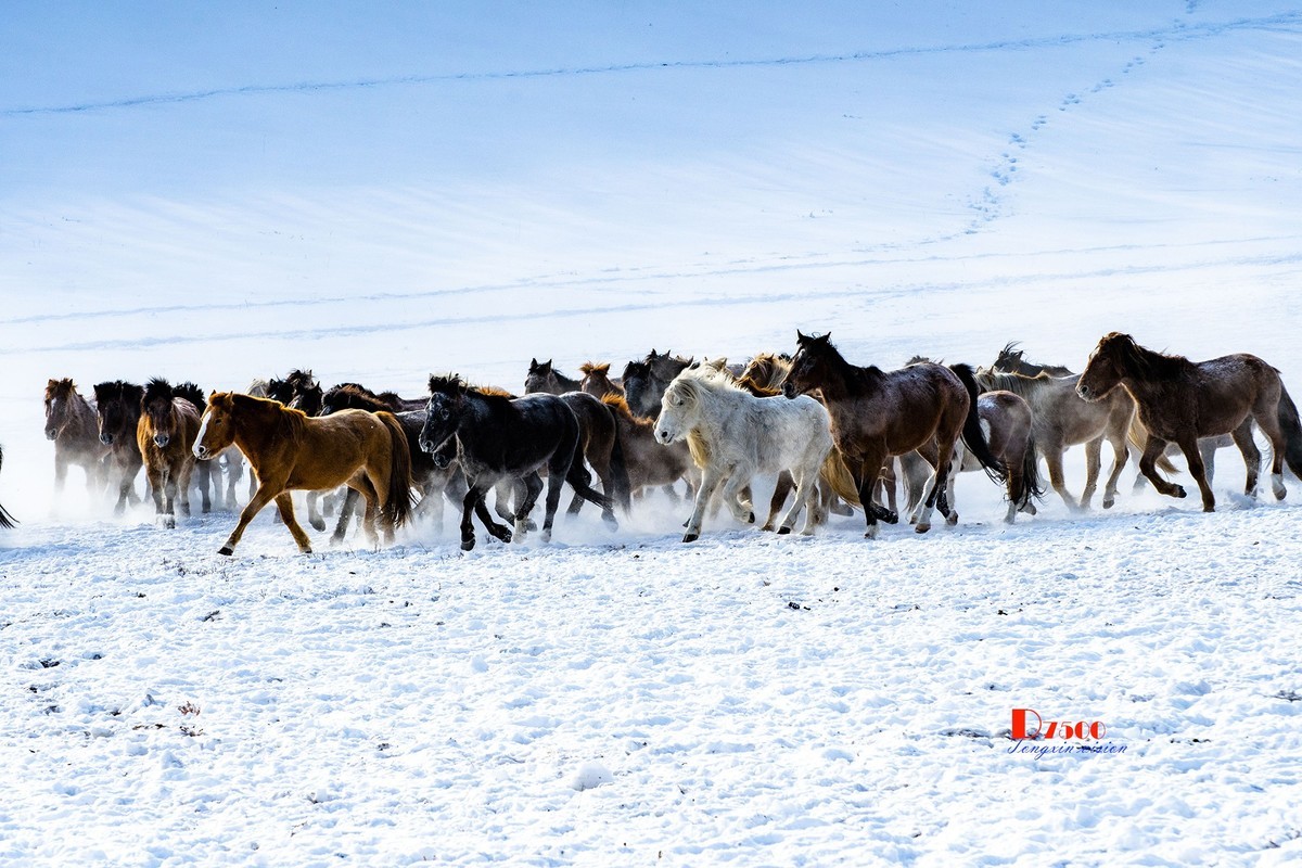 策马奔腾（80）