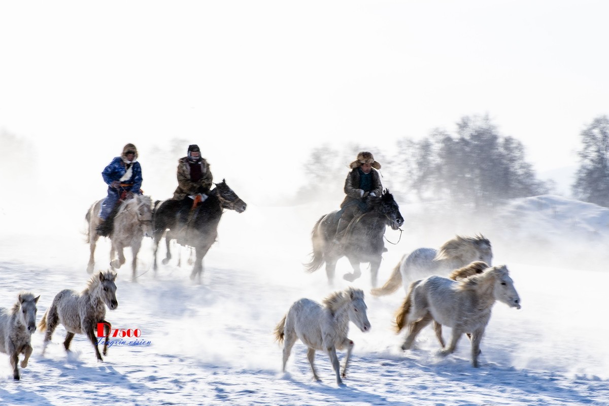 策马奔腾（80）
