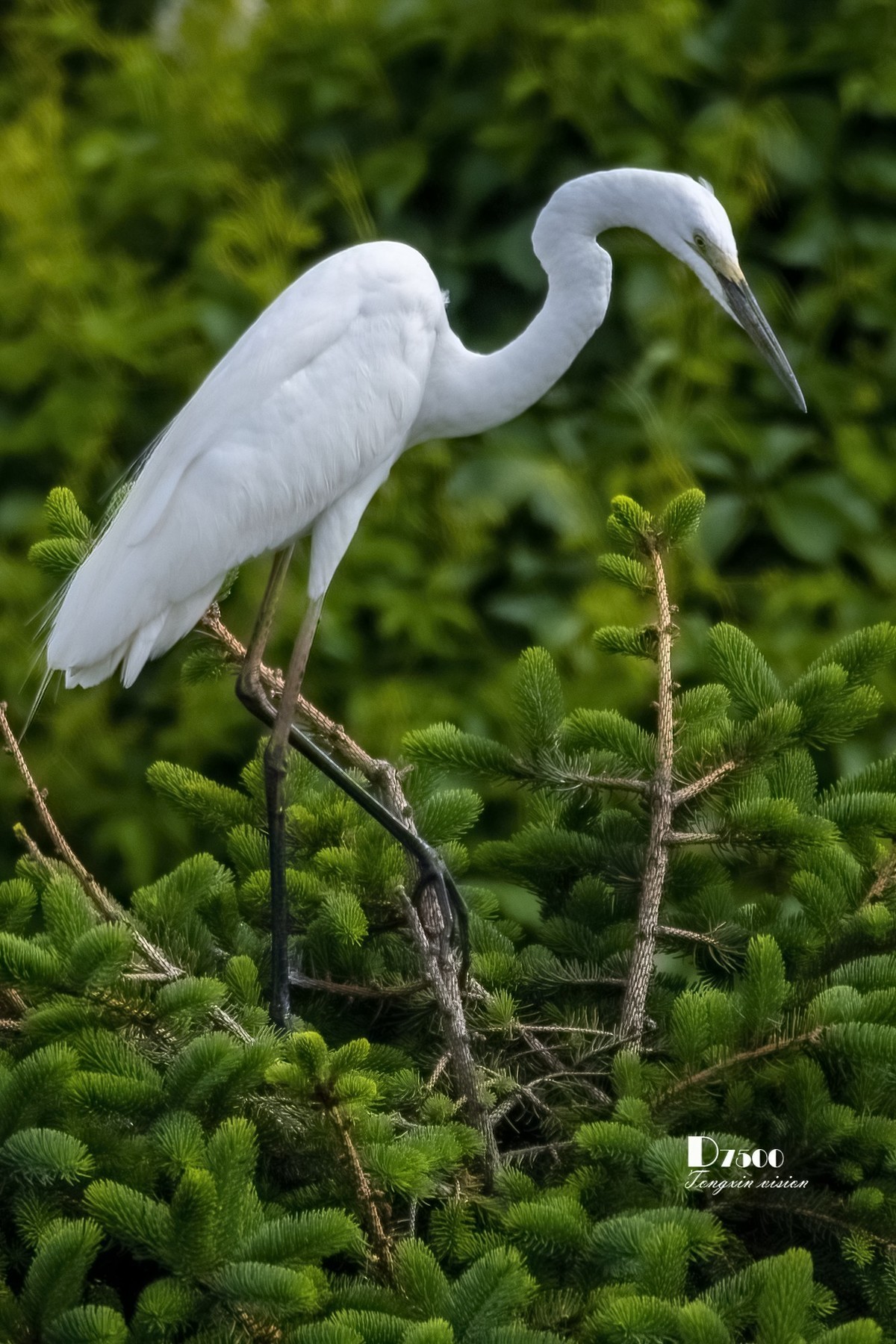 鹭岛里的白鹭（18）