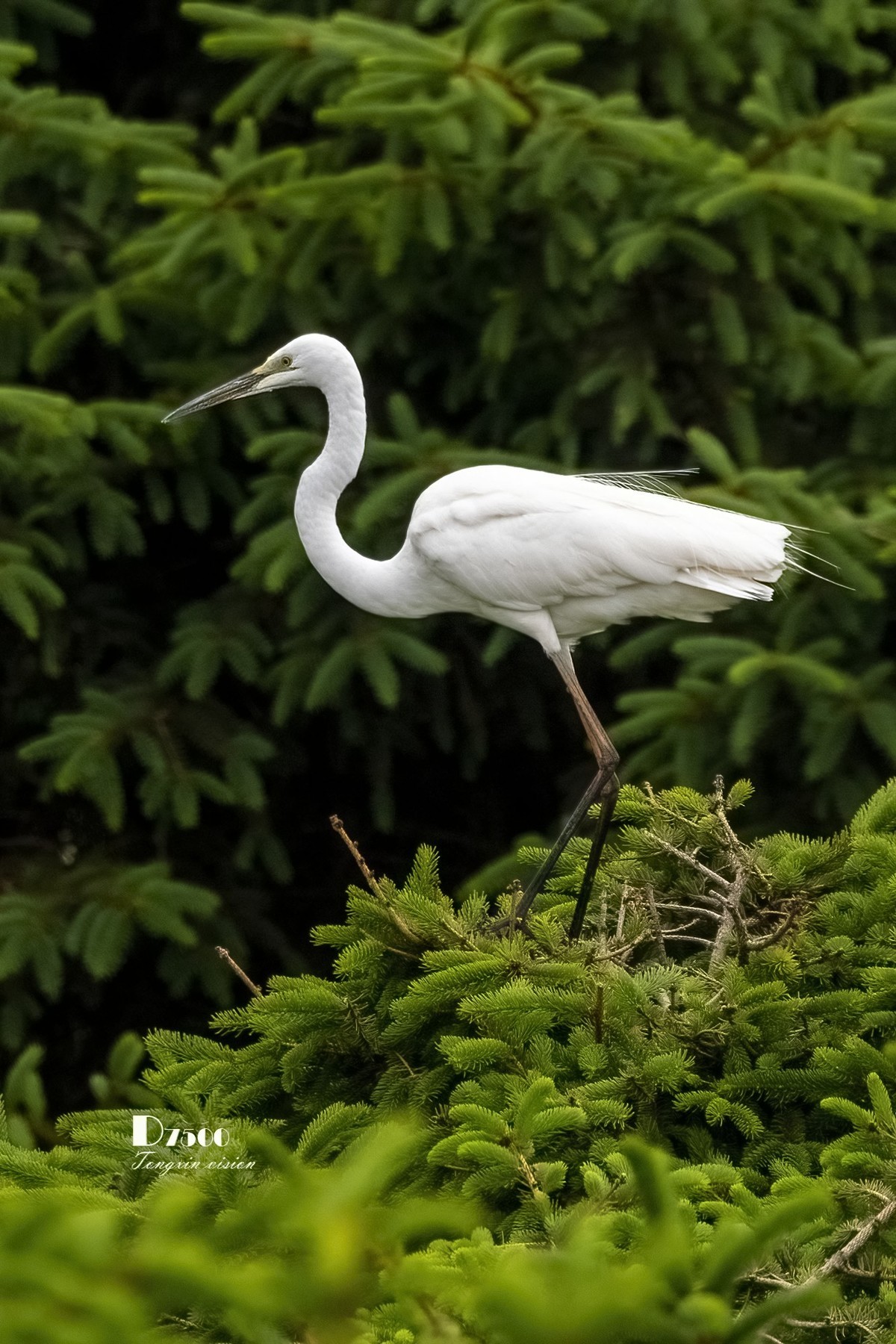 鹭岛里的白鹭（18）