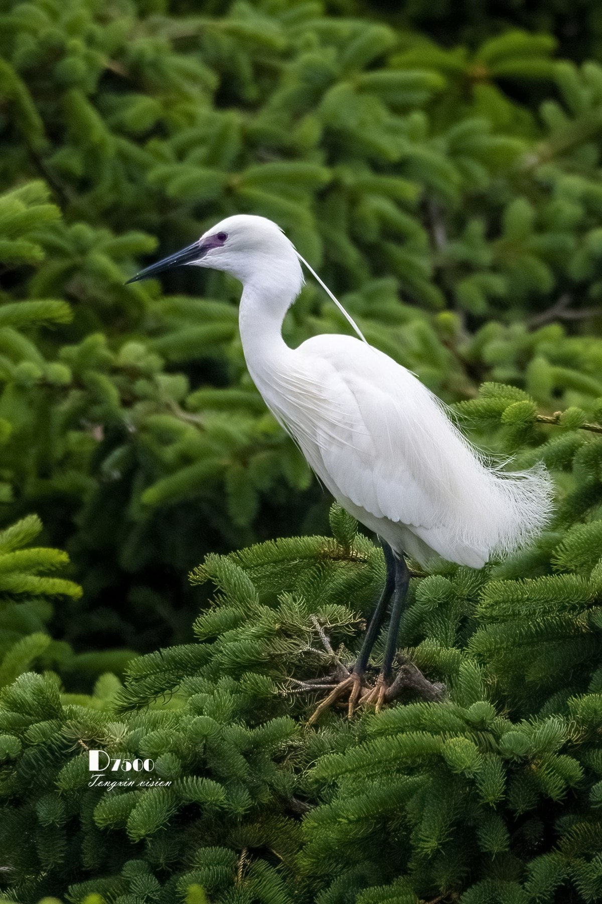 鹭岛里的白鹭（18）
