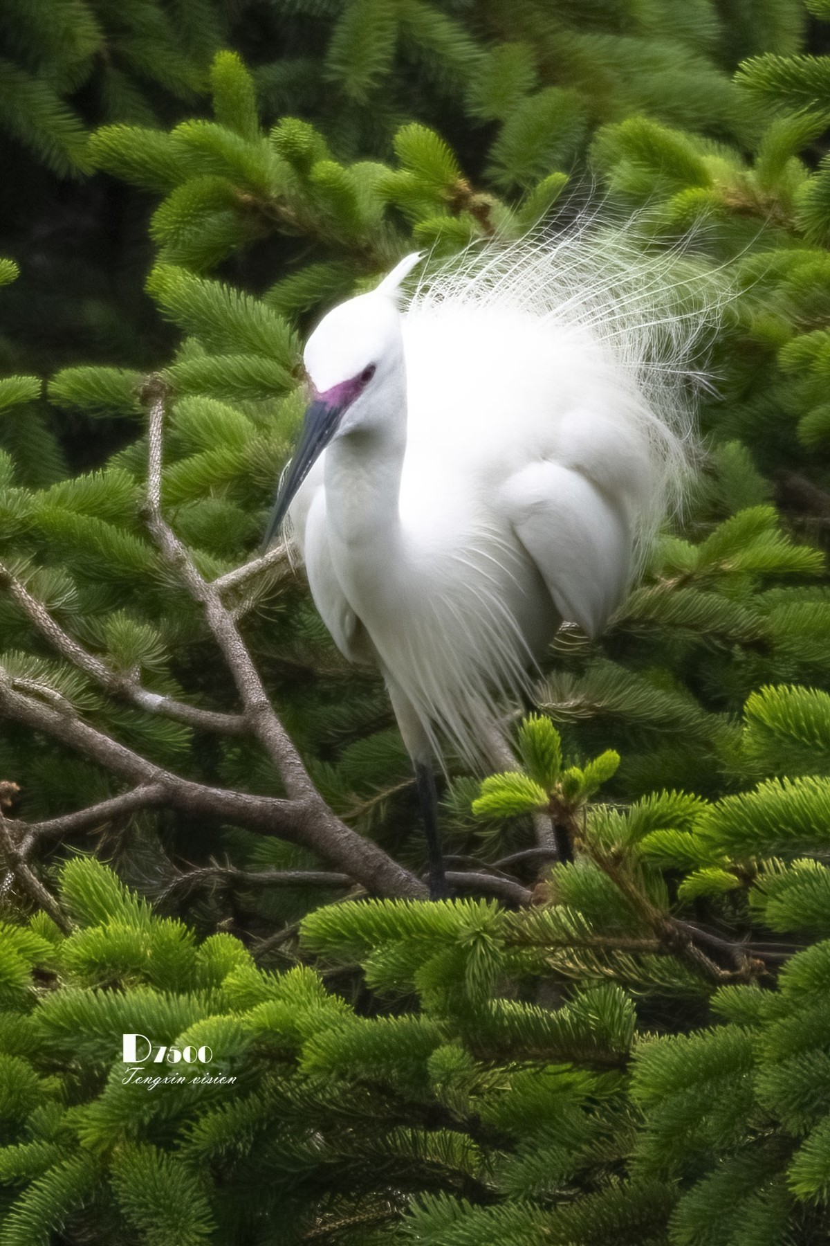 鹭岛里的白鹭（18）