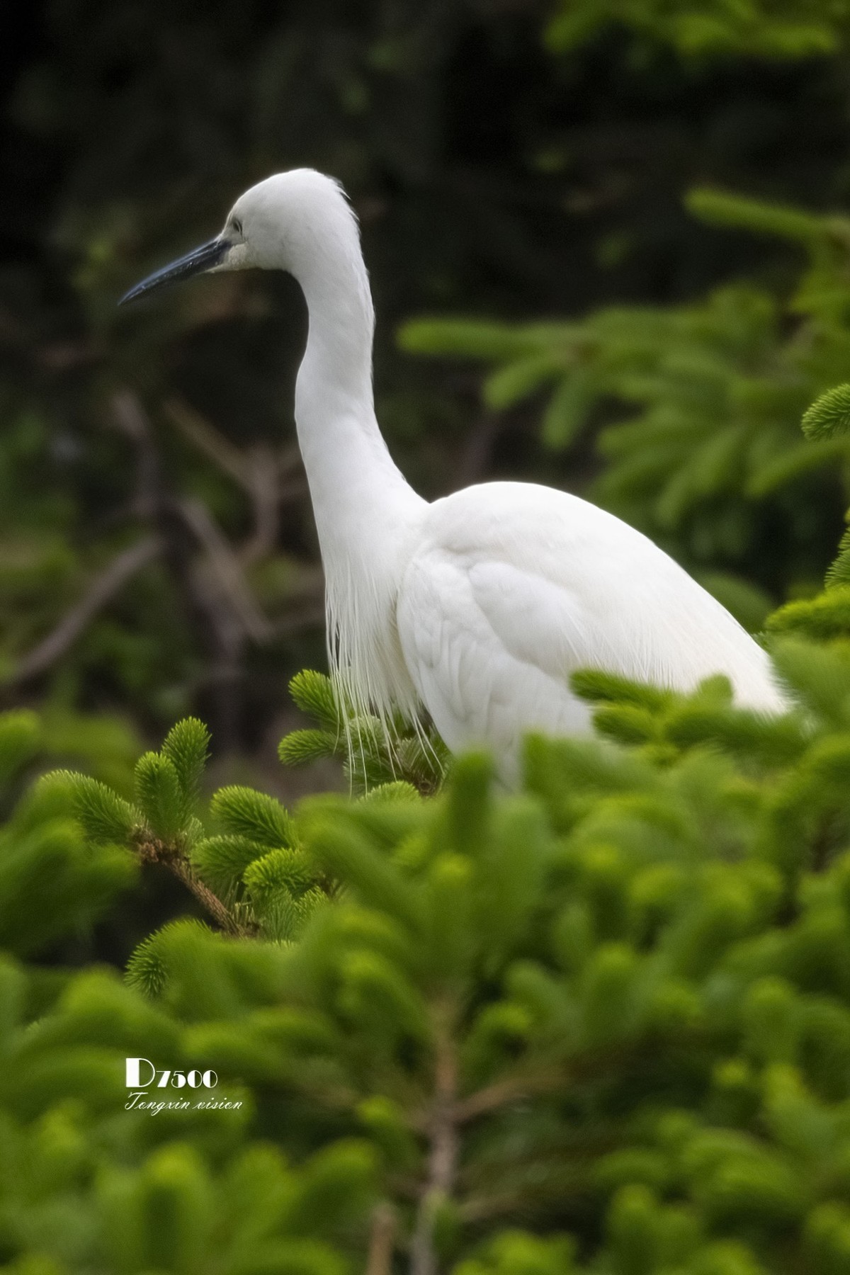 鹭岛里的白鹭（18）