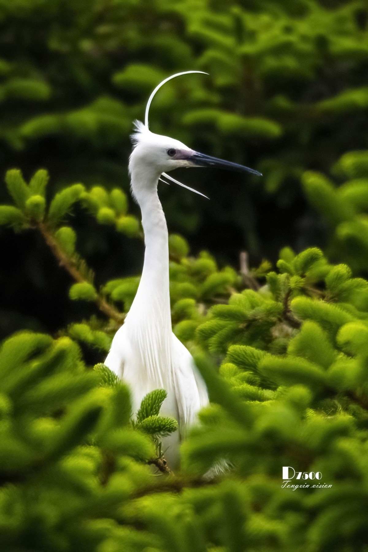 鹭岛里的白鹭（18）
