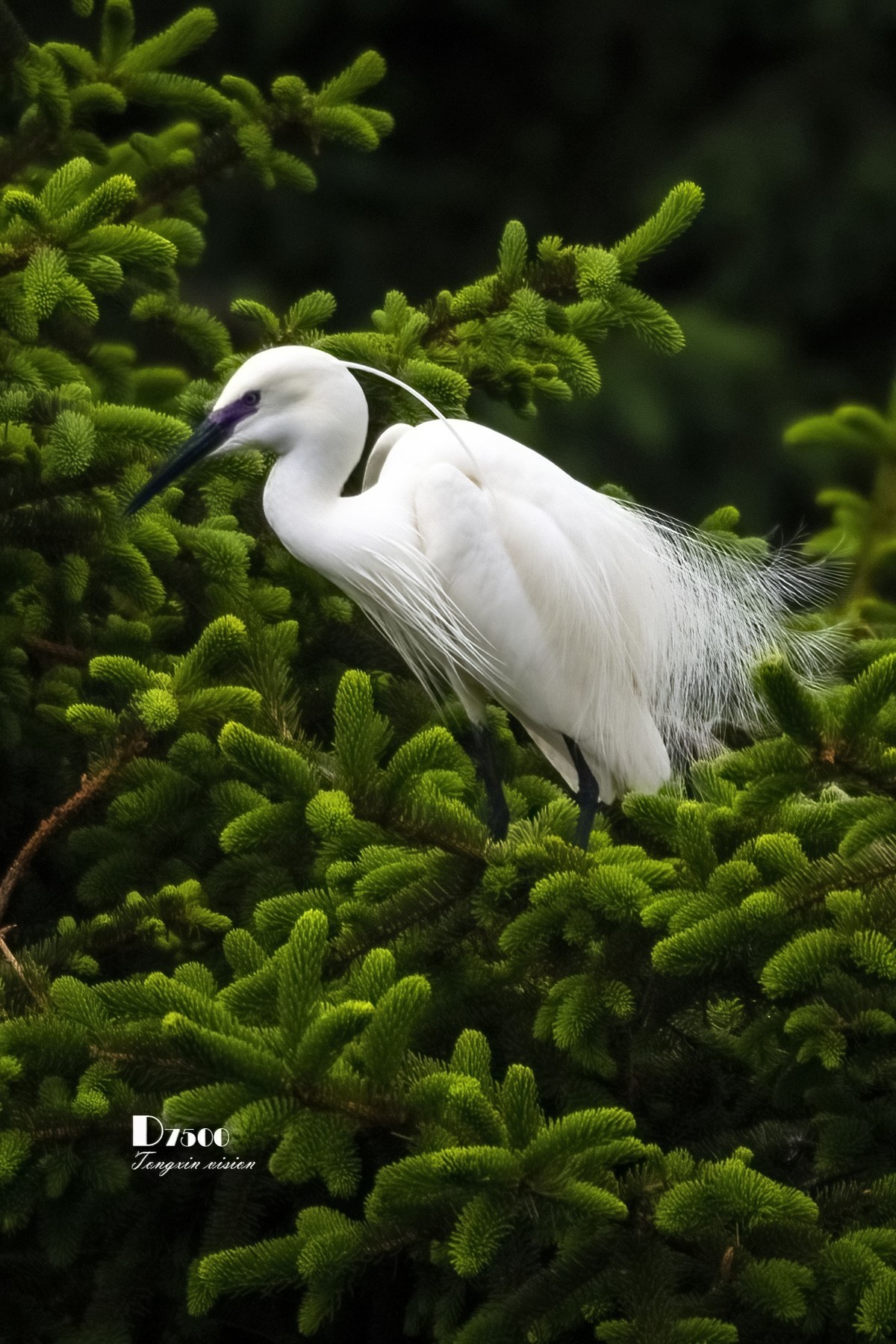 鹭岛里的白鹭（18）