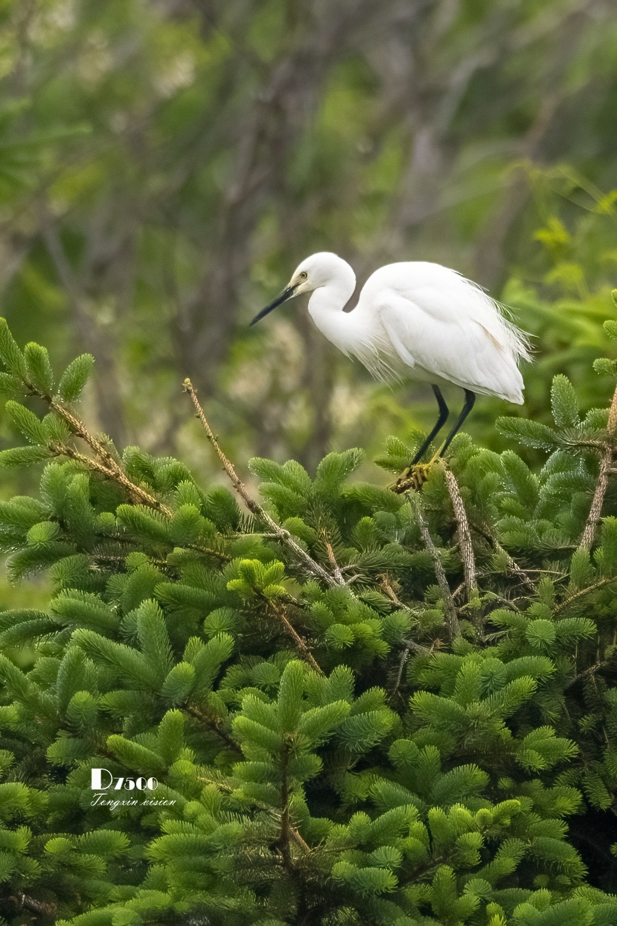 鹭岛里的白鹭（18）