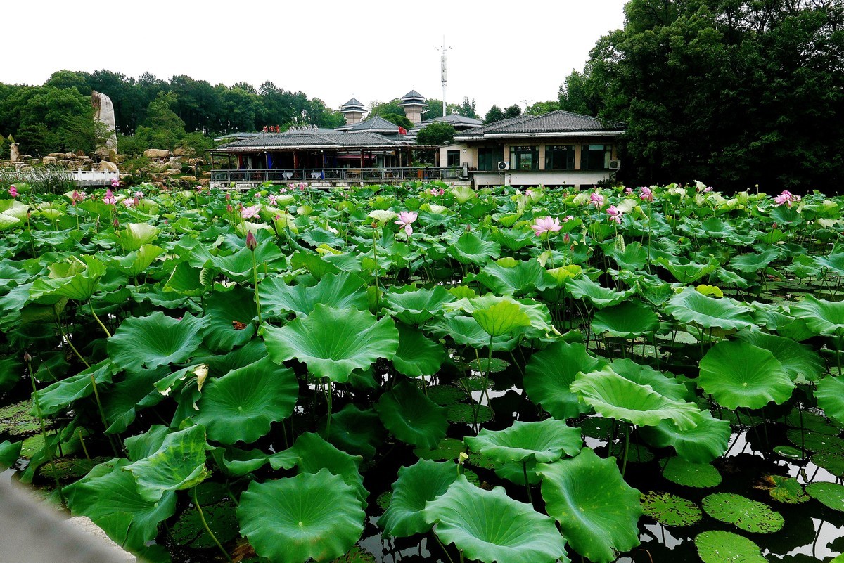 武汉映像---夏日的磨山荷花园！