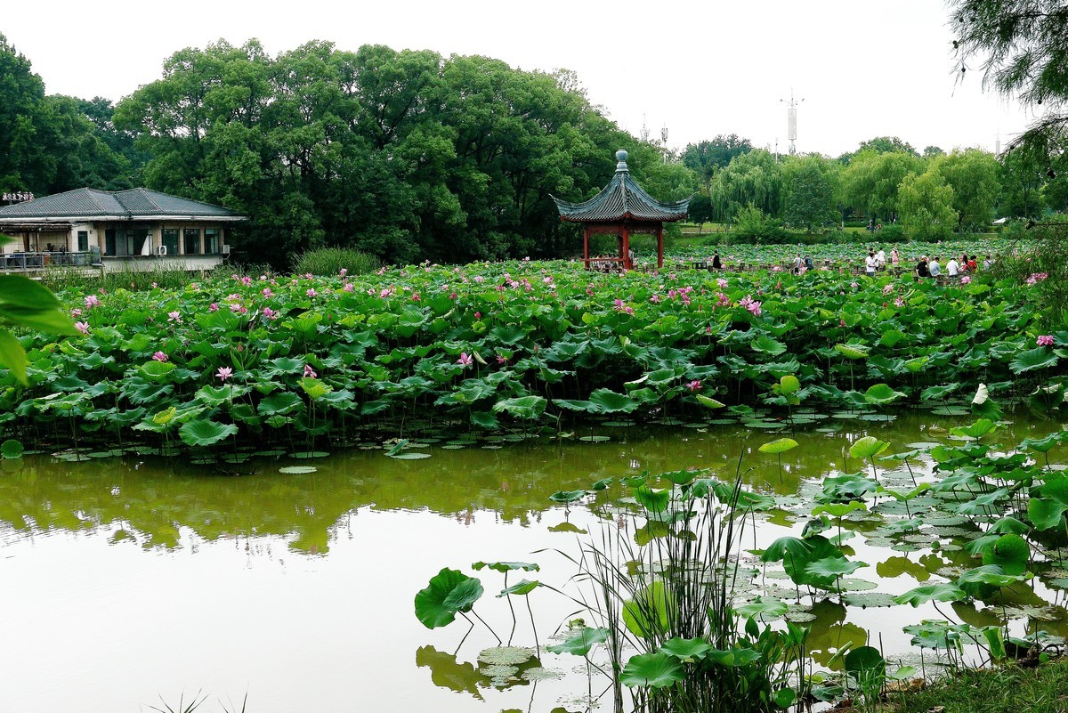 武汉映像---夏日的磨山荷花园！