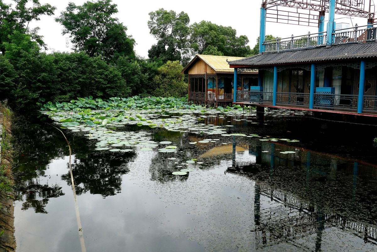 武汉映像---夏日的磨山荷花园！