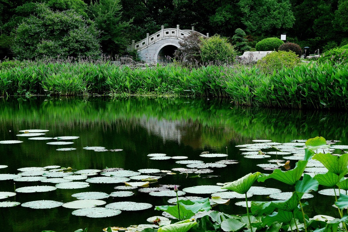 武汉映像---夏日的磨山荷花园！