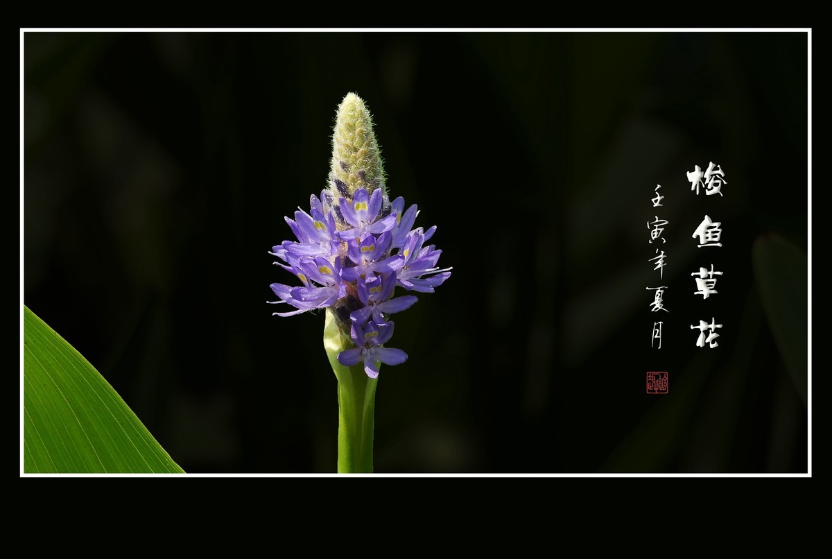 #版主坐堂#小五星空(中国)2022年7月精品荟萃