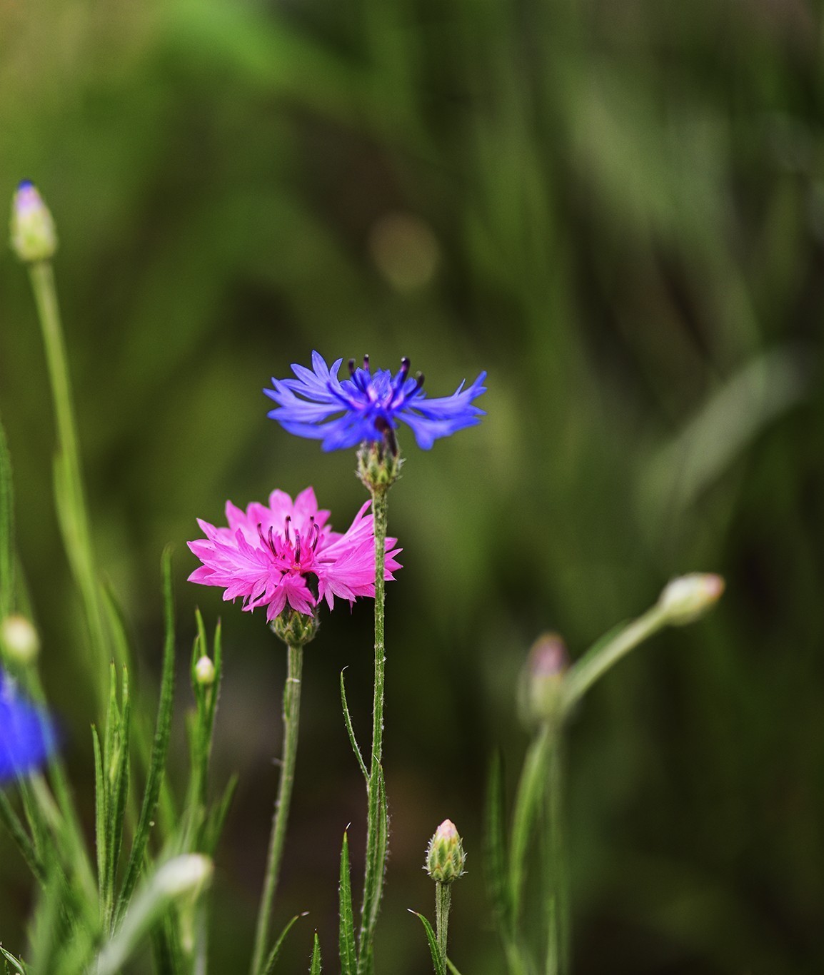 #版主坐堂#小五星空(中国)2022年7月精品荟萃