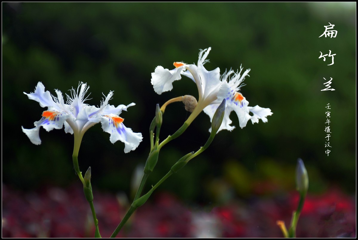 #版主坐堂#小五星空(中国)2022年7月精品荟萃