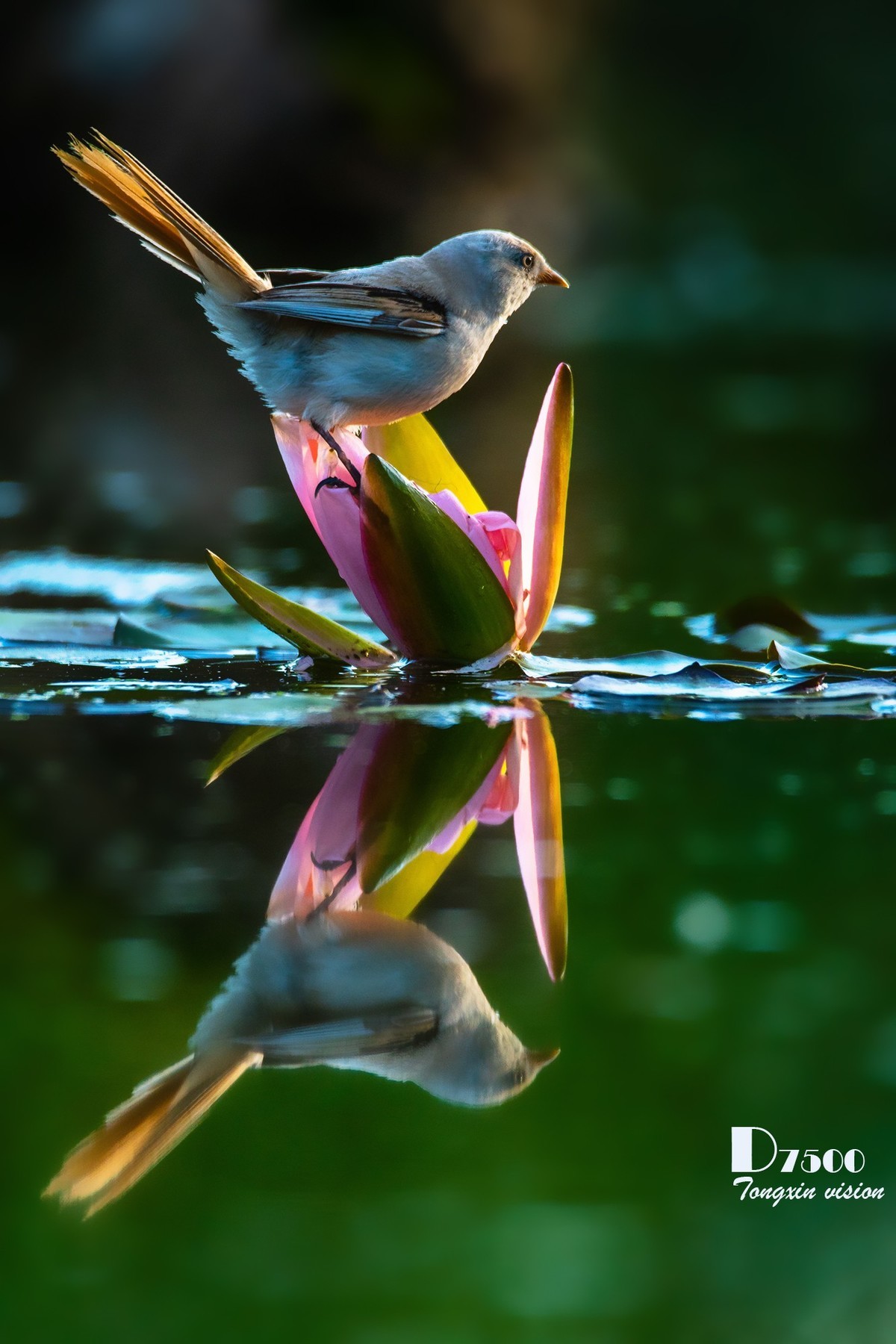 #版主坐堂#索尼大版星空(中国)2022年7月份优秀作品精选汇总