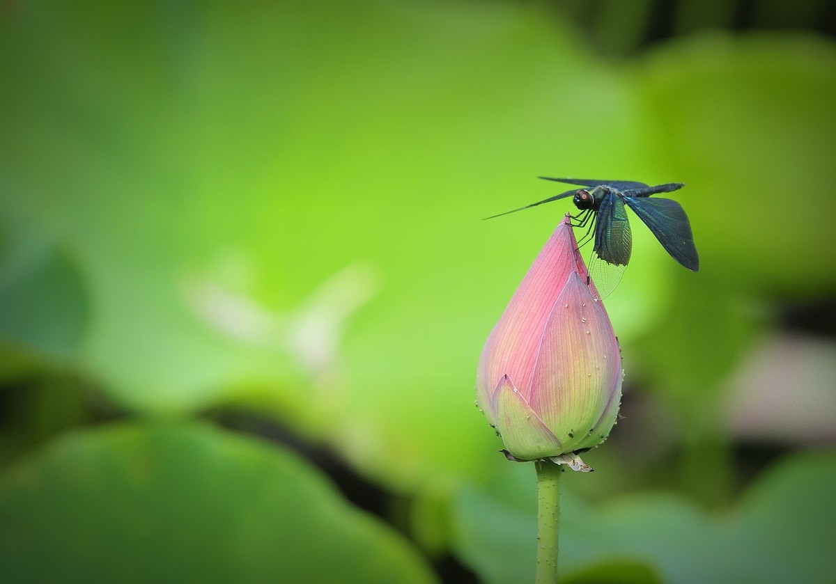 #版主坐堂#索尼大版星空(中国)2022年7月份优秀作品精选汇总