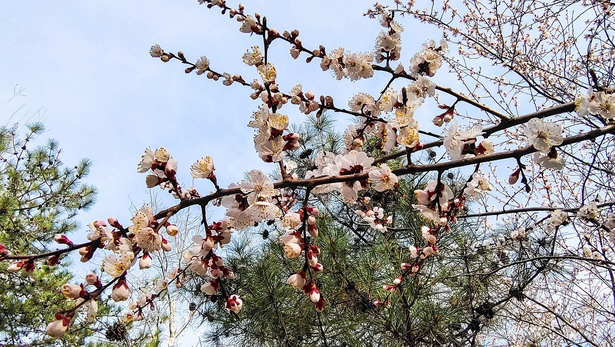 #花开春光寻美景#  春花满枝头