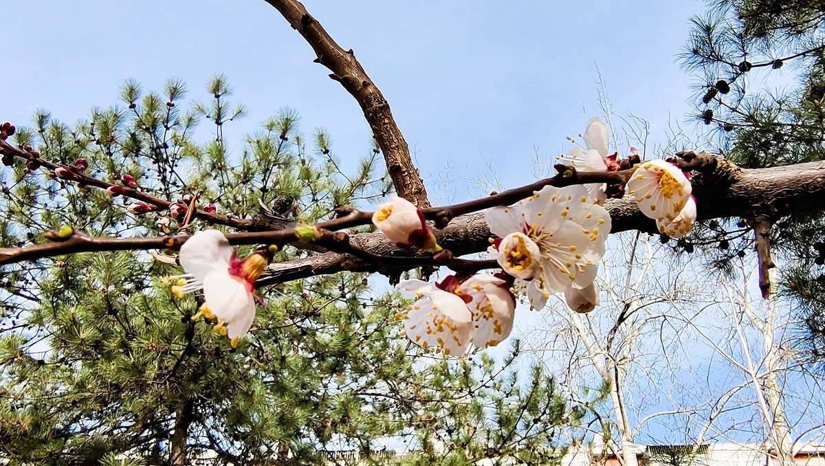 #花开春光寻美景#  春花满枝头
